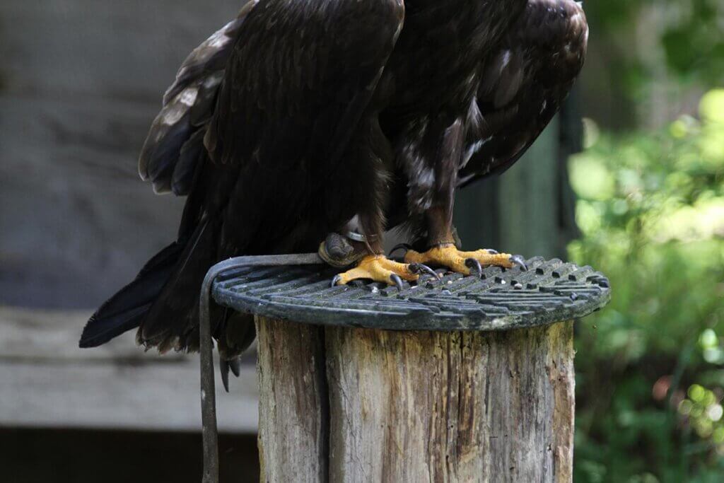 Angebundener Greifvogel