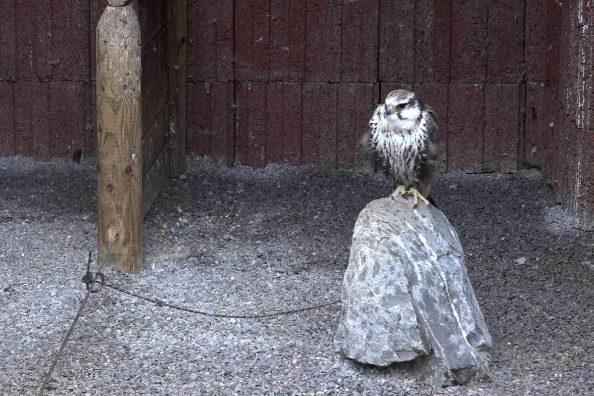 Greifvogel sitzt angebunden auf einem Stein