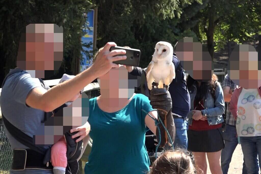 Frau mit Schleiereule in der Hand wird fotografiert