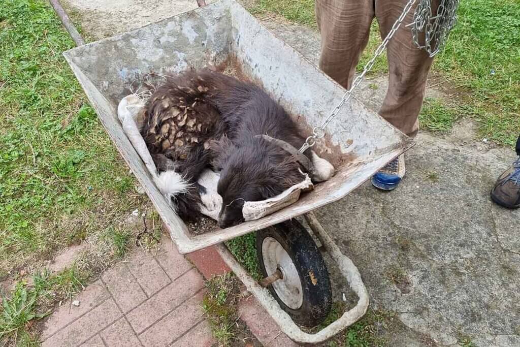 hund in einer schubkarre