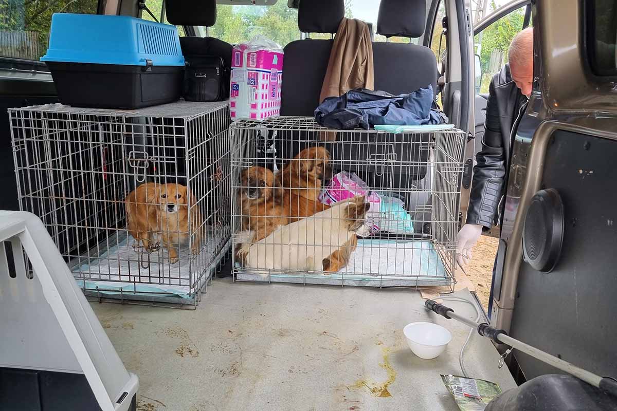 hunde sitzen im kaefig in einem transporter