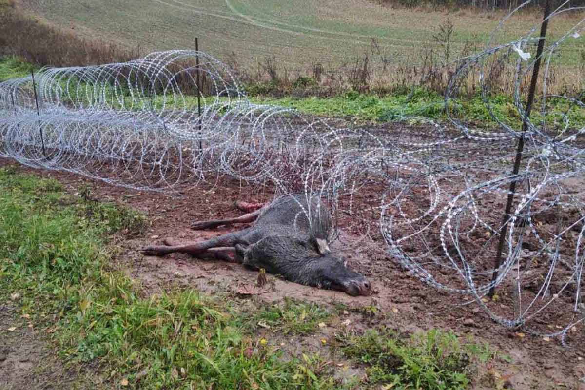 Grenze Polen-Belarus: Wildtiere sterben qualvoll im Stacheldraht