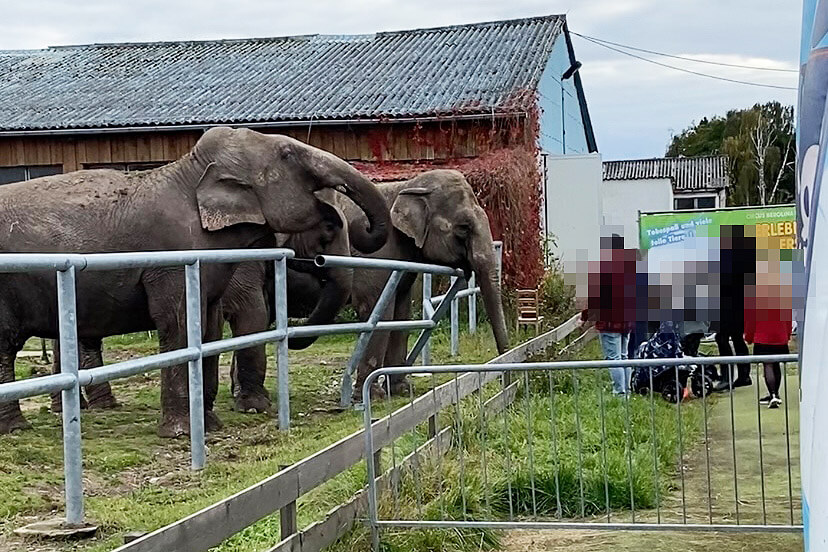 Elefanten im Circus Berolina