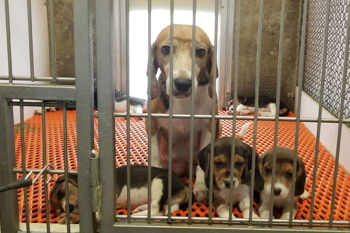 Aufgedeckt: Beagle-Welpen in „Hundefabrik“ für Tierversuche gezüchtet