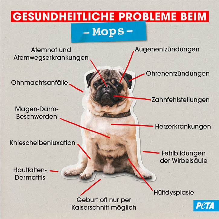 Grafik Gesundheitliche Probleme beim Mops