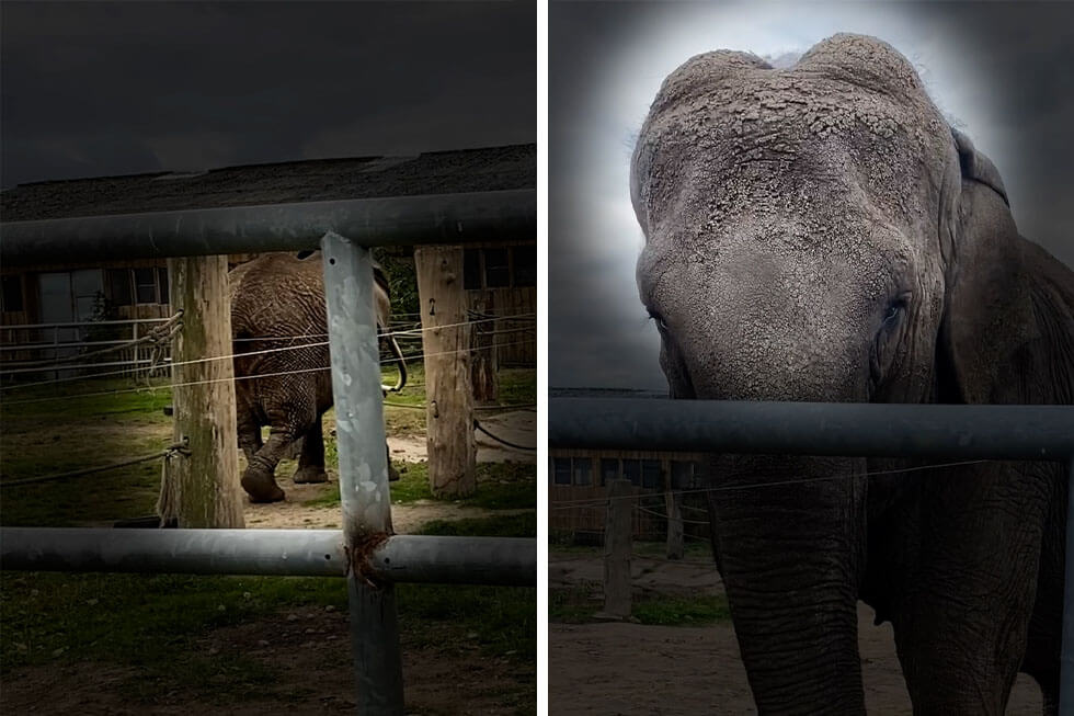 circus berolina elefant schlechte gesundheitszzustand