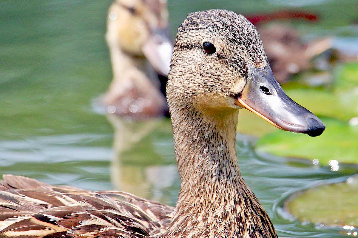 Enteneier: Warum niemand die Eier von Enten essen sollte