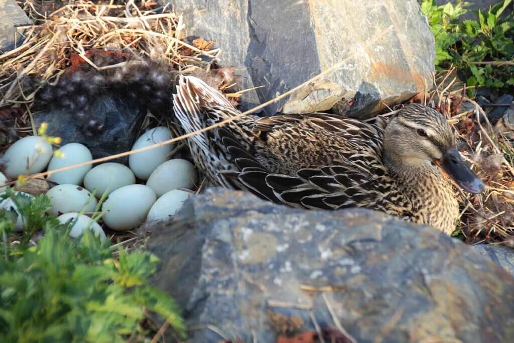 Ente mit Eiern im Nest