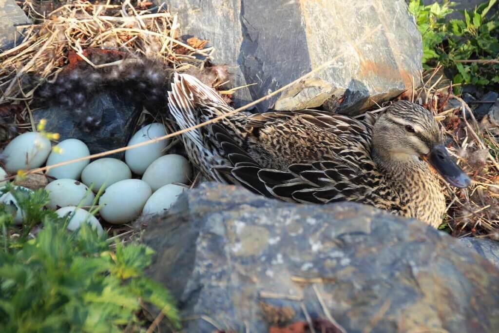 Enteneier: Warum niemand die Eier von Enten essen sollte