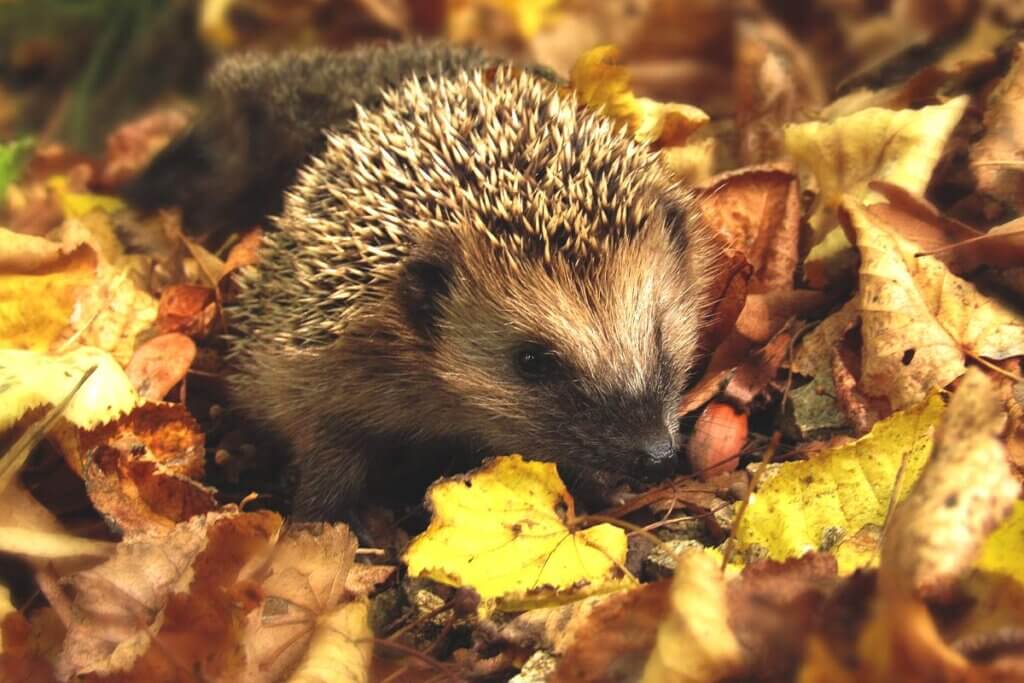 Igel im Laubhaufen