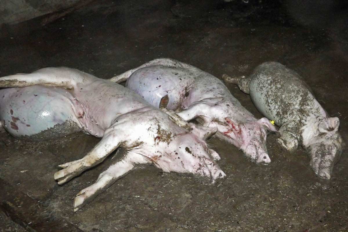 Schweine liegen im verdreckten Stall auf dem Boden