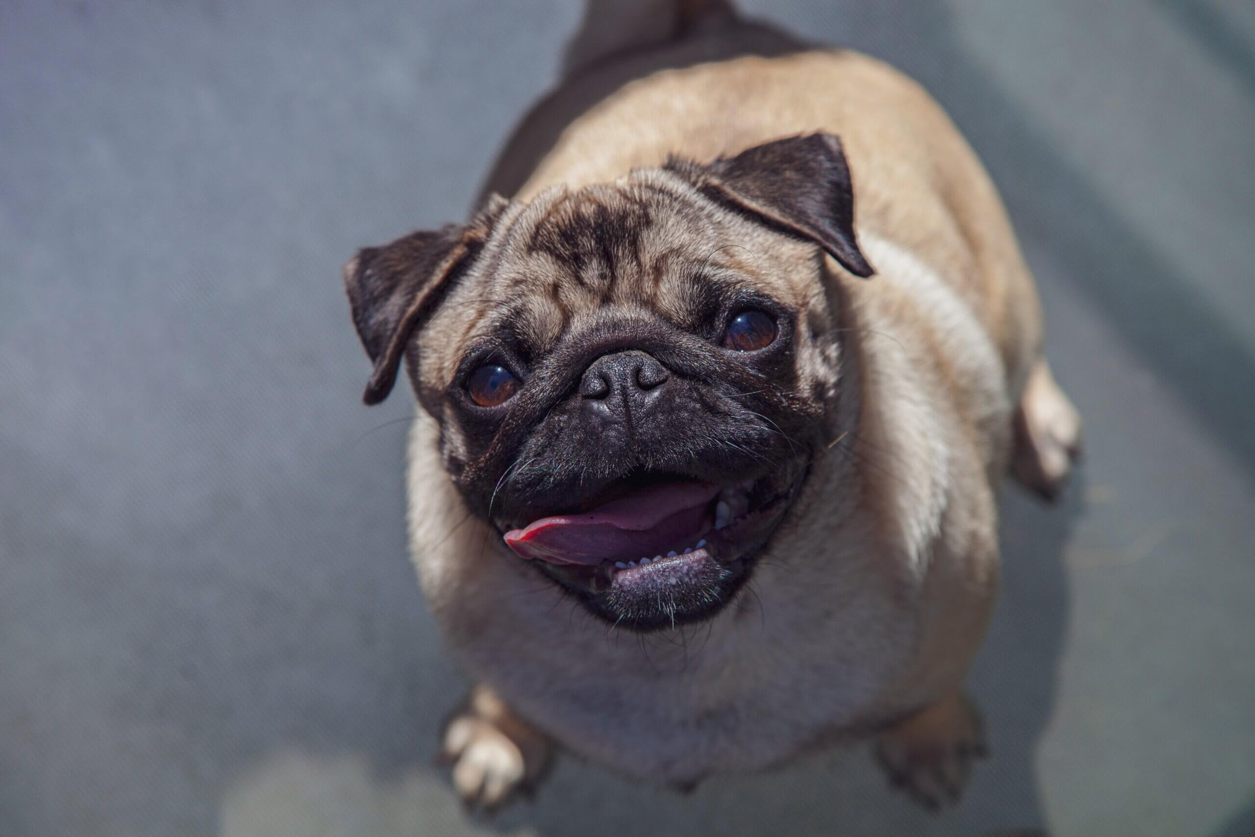 Sie niemals einen Mops kaufen sollten | PETA