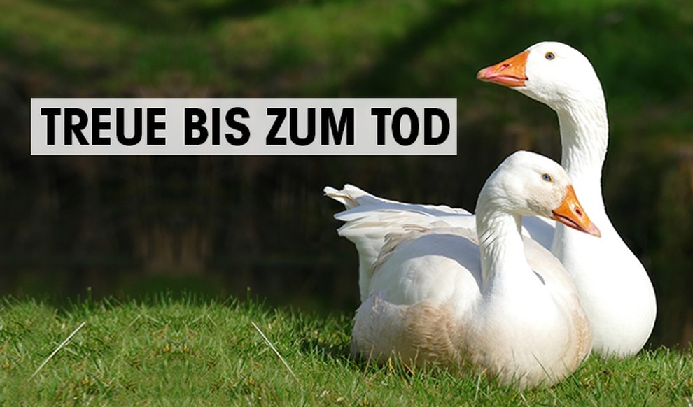 Gaense Treue bis zum Tod