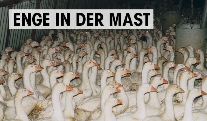 Gaense Enge in der Mast