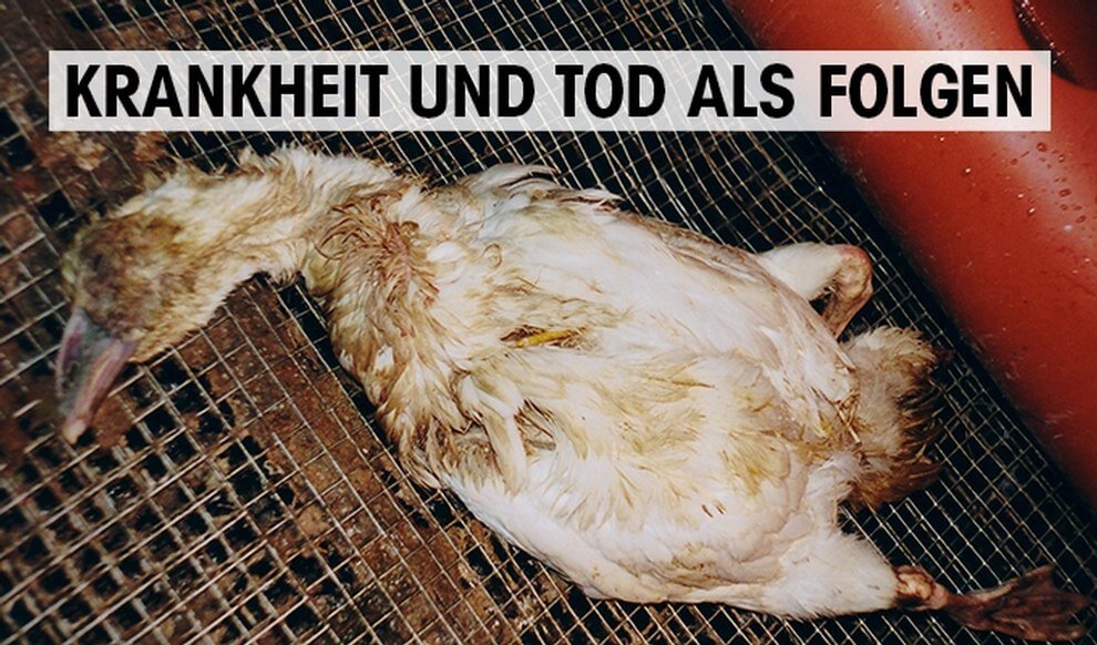 Gaense Krankheit und Tod als Folgen