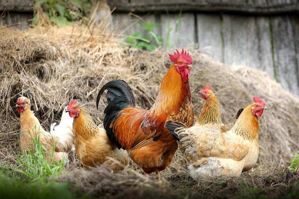 Hühner halten im Garten Die besten Tipps für Anfänger
