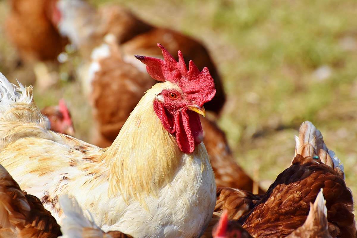 Hühner halten im Garten: Die besten Tipps für Anfänger