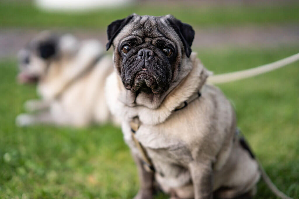 mops sitzt auf der wiese