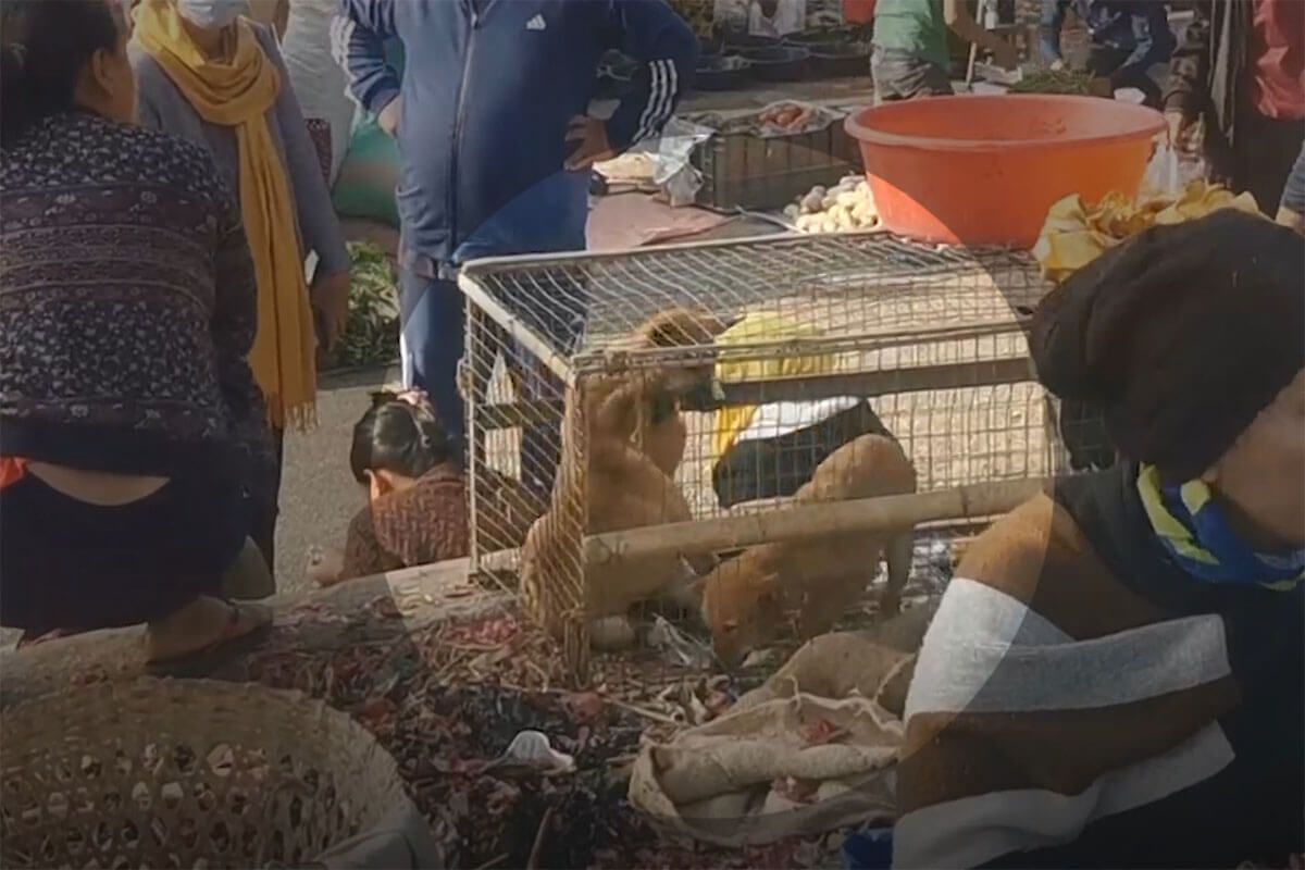 hunde im kaefig auf dem markt