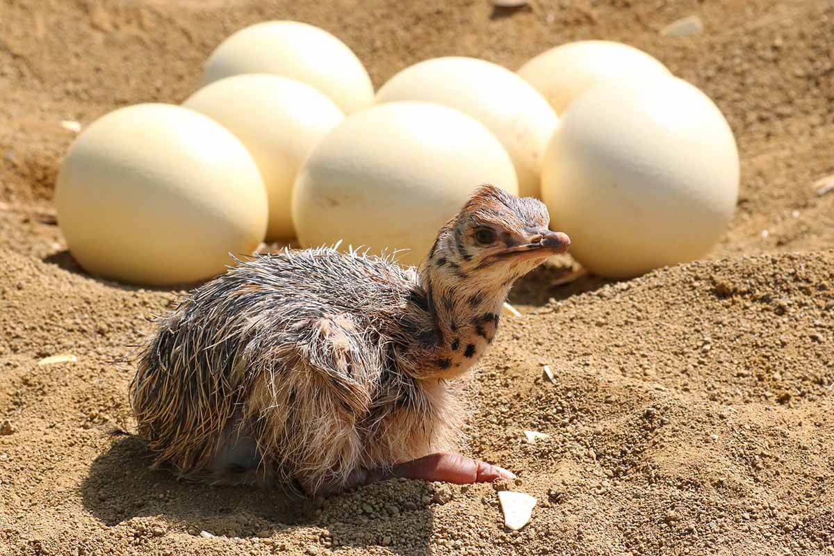 Straußeneier & Emueier: Darum sollten Sie die Eier nicht kaufen