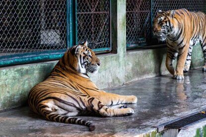 ein tiger laeft und ein tiger liegt auf dem boden
