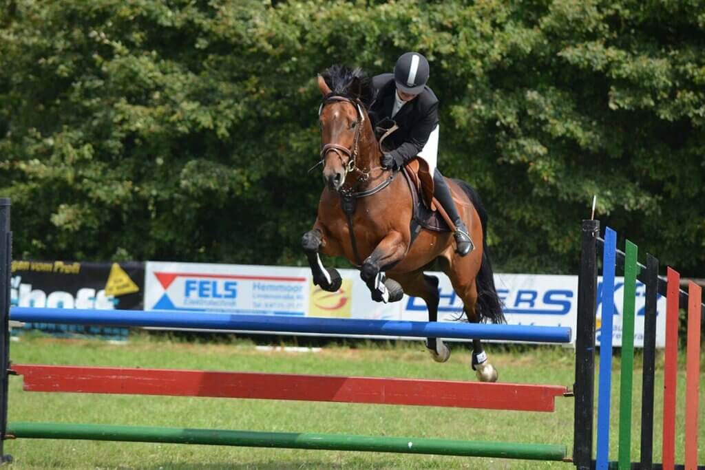 Pferd springt über eine Huerde