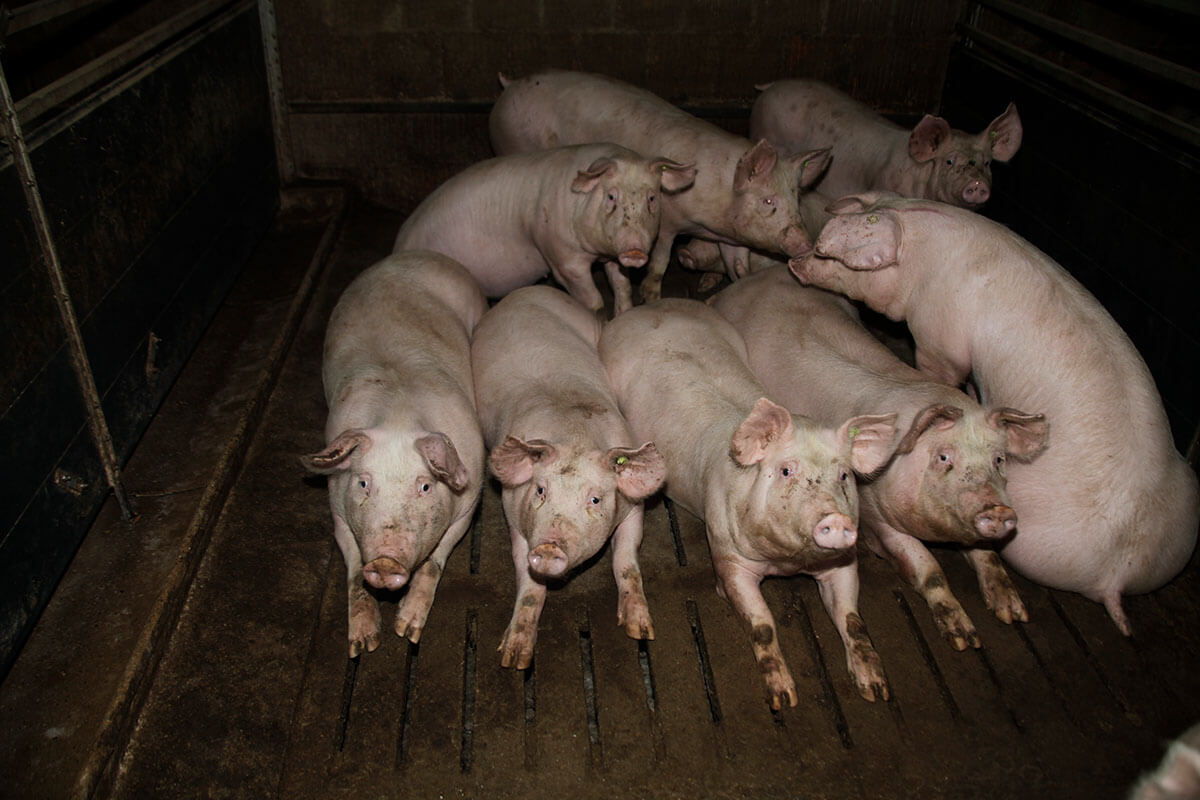 300 Schweine qualvoll verhungert – Landwirt zeigt sich selbst an