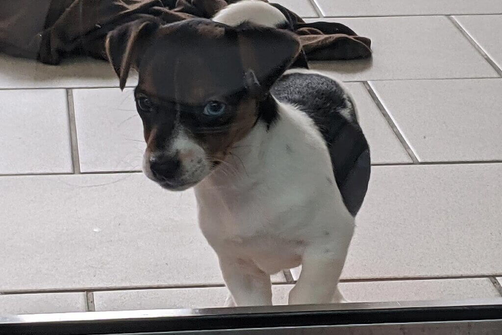 Hund in einer Zoohandlung