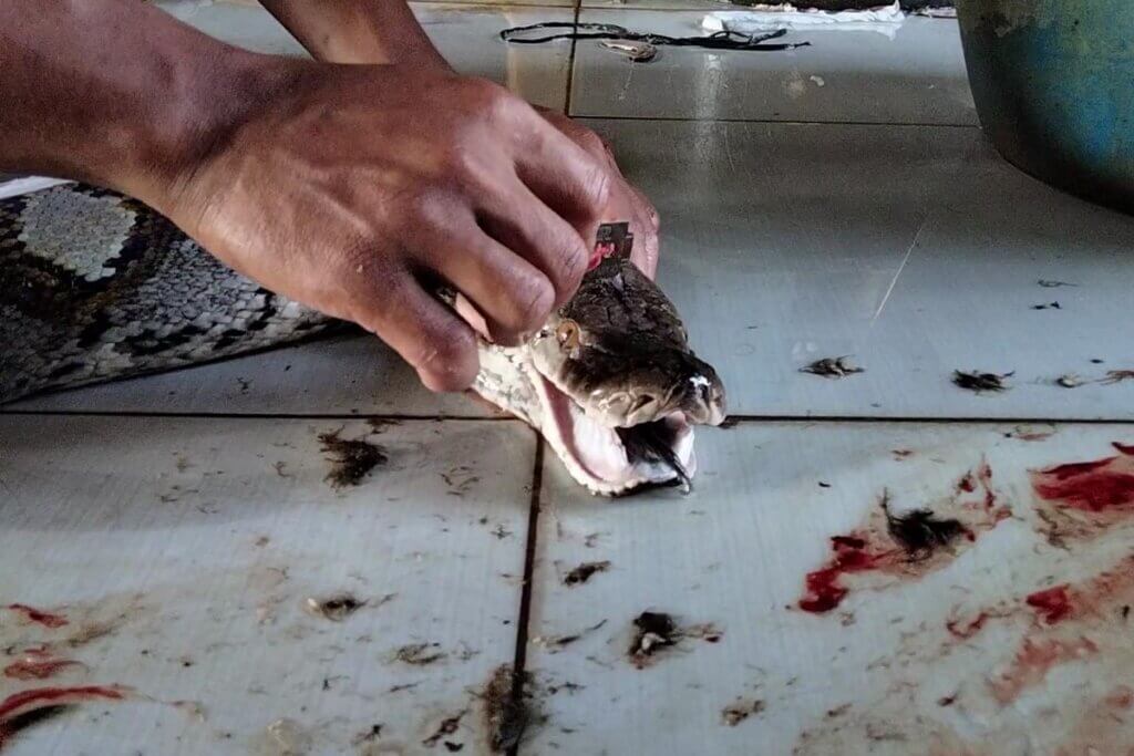 Someone cuts a snake in the head