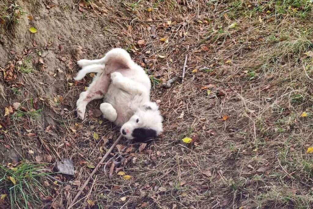 hund liegt im graben auf dem ruecken