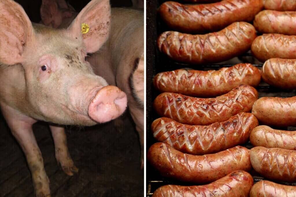 collage schwein und wuertschen