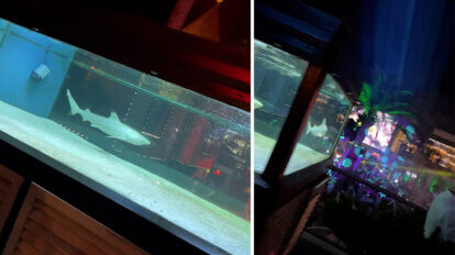 Hai in einer Disco in einem Aquarium