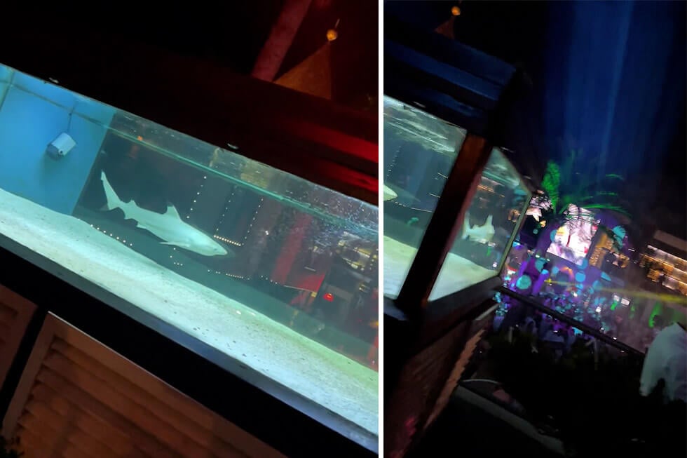 Hai in einem Nachtclub im Aquarium gefangen – jetzt helfen!
