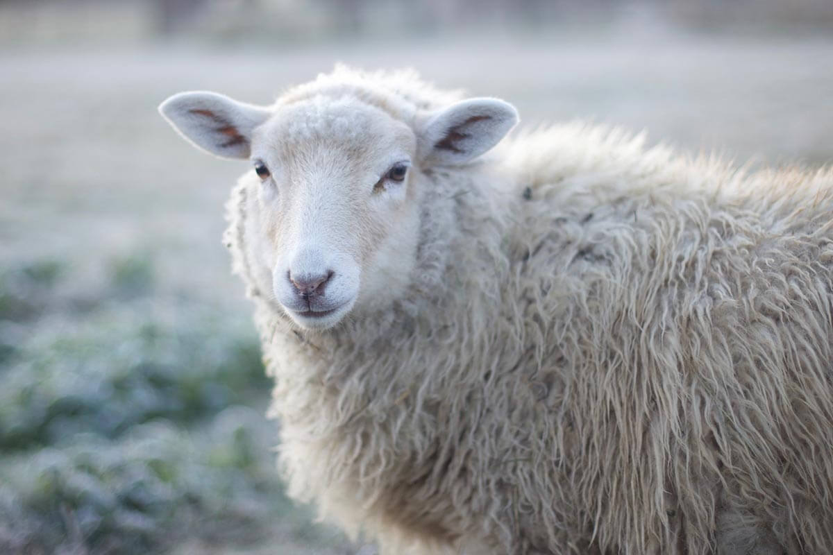 Schafe halten: So halten Sie Schafe im eigenen Garten