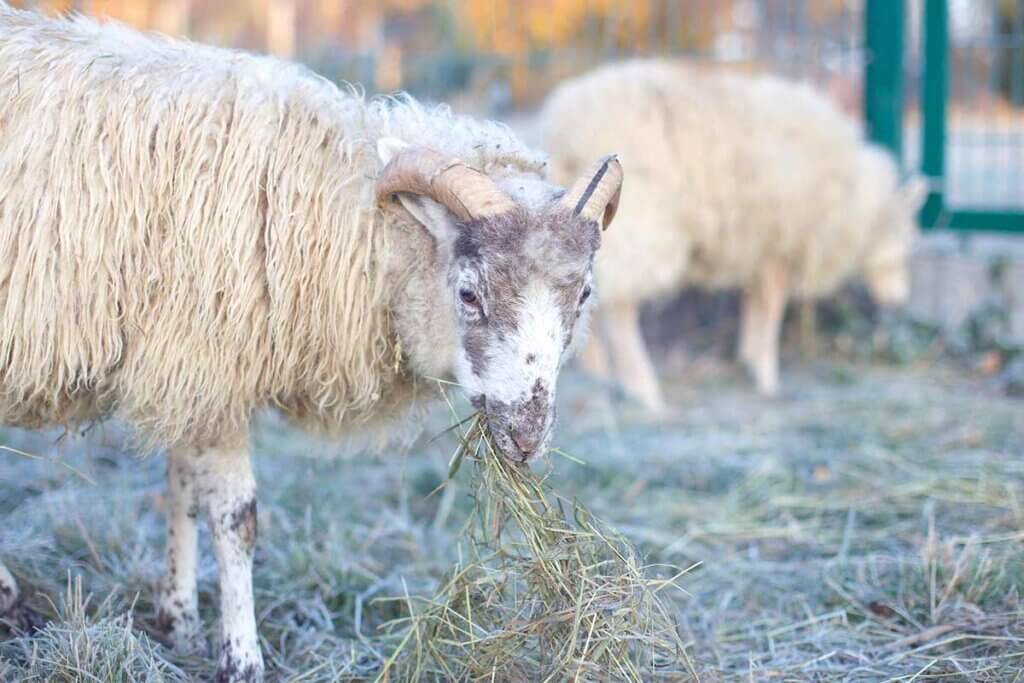 Schaf frisst Stroh auf einer Wiese