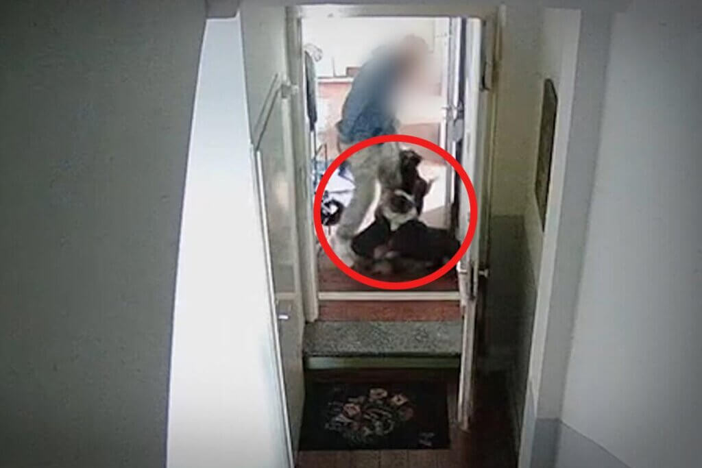 Mann misshandelt Hund