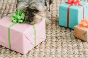 Hund schnuppert an Geschenkboxen