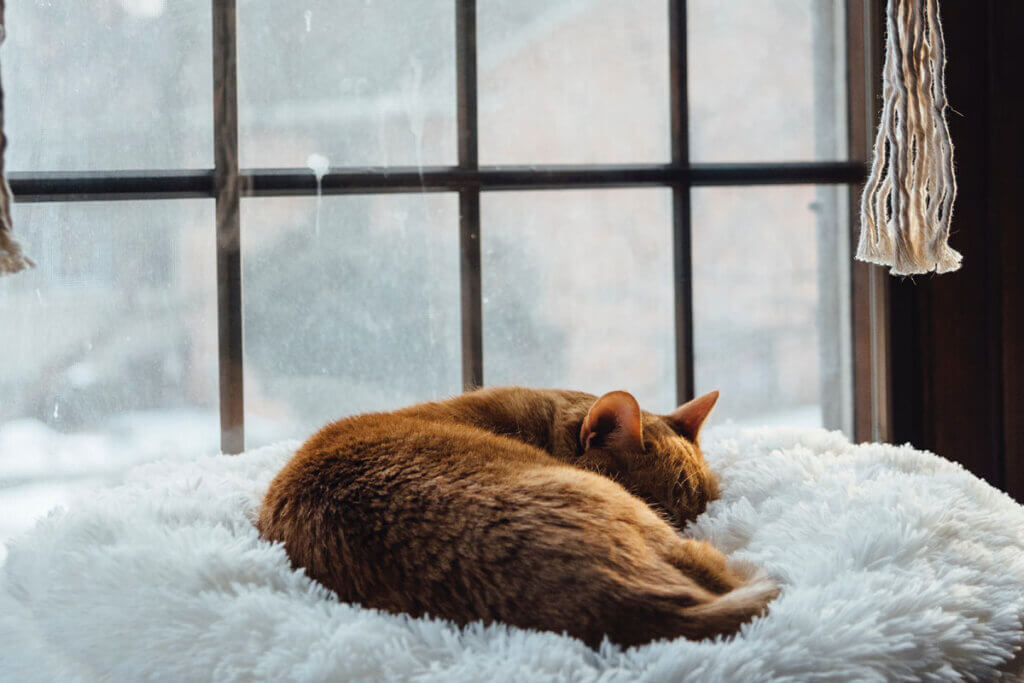 Katze schlaeft vorm Fenster in einem Kissen