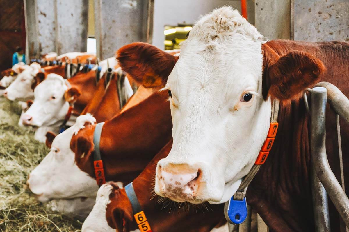 BlowFixx, Bügel, Injektionen: So werden Kühe beim Melken manipuliert