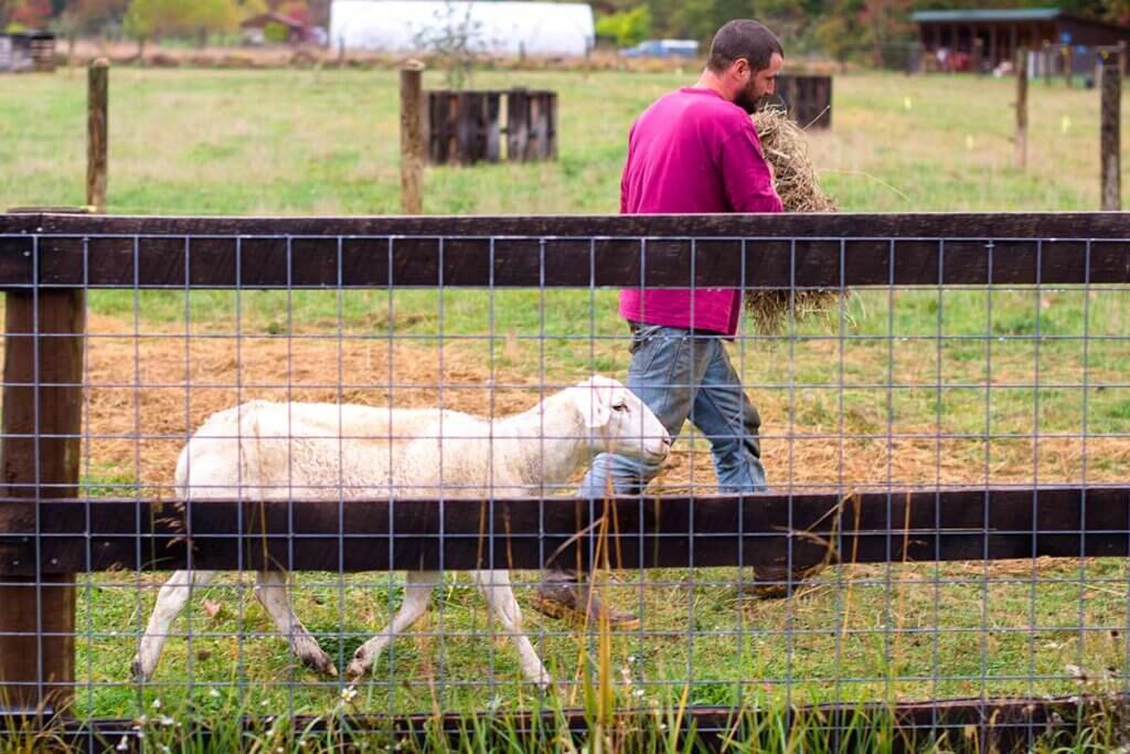 Mann mit Schaf hinter einem Zaun