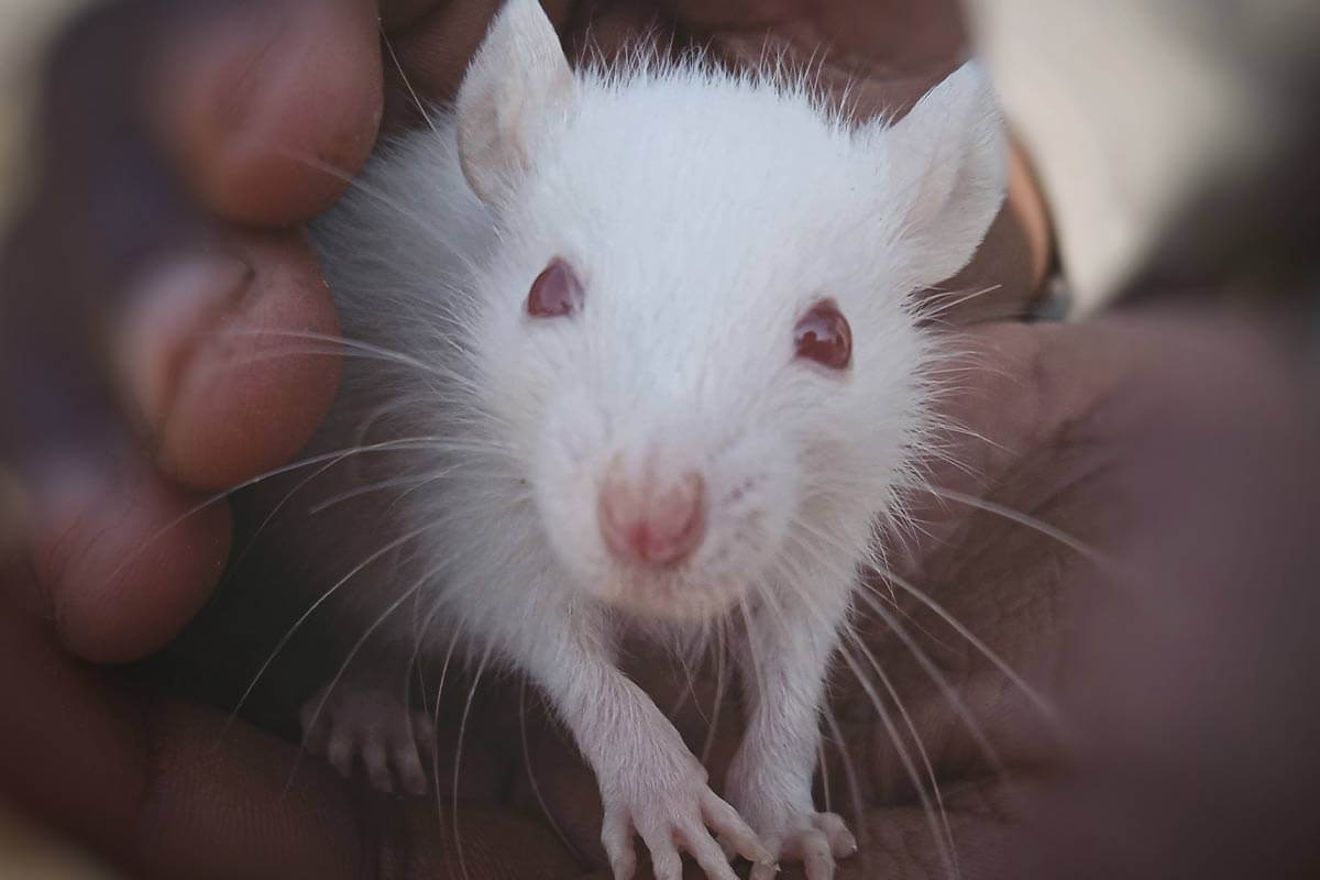 Erfolg: Grausame Versuche an Ratten und Fischen verhindert!