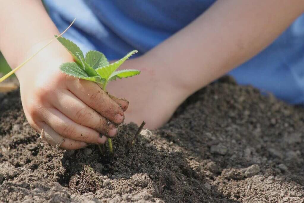 Person pflanzt etwas in die Erde