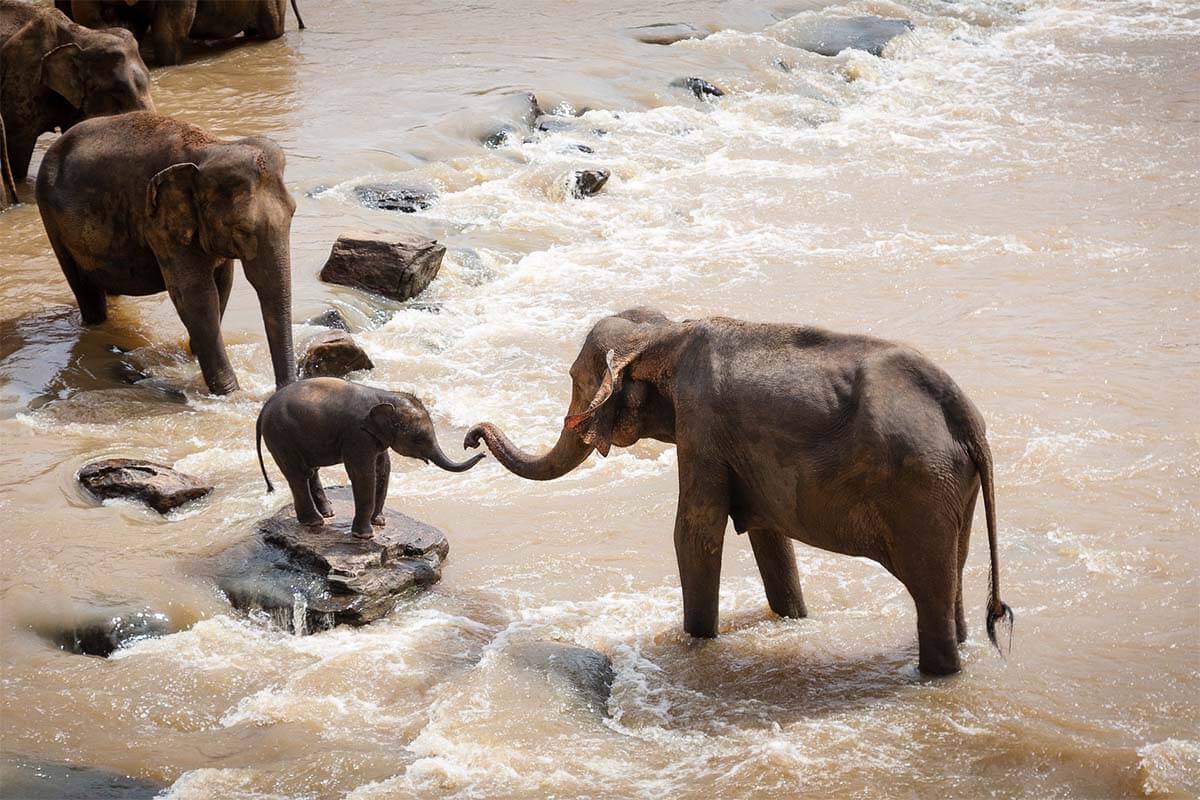 Emotional: Diese 5 Videos zeigen die Gefühlswelt der Tiere