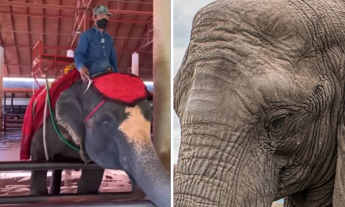 Person sitzt auf Elefant