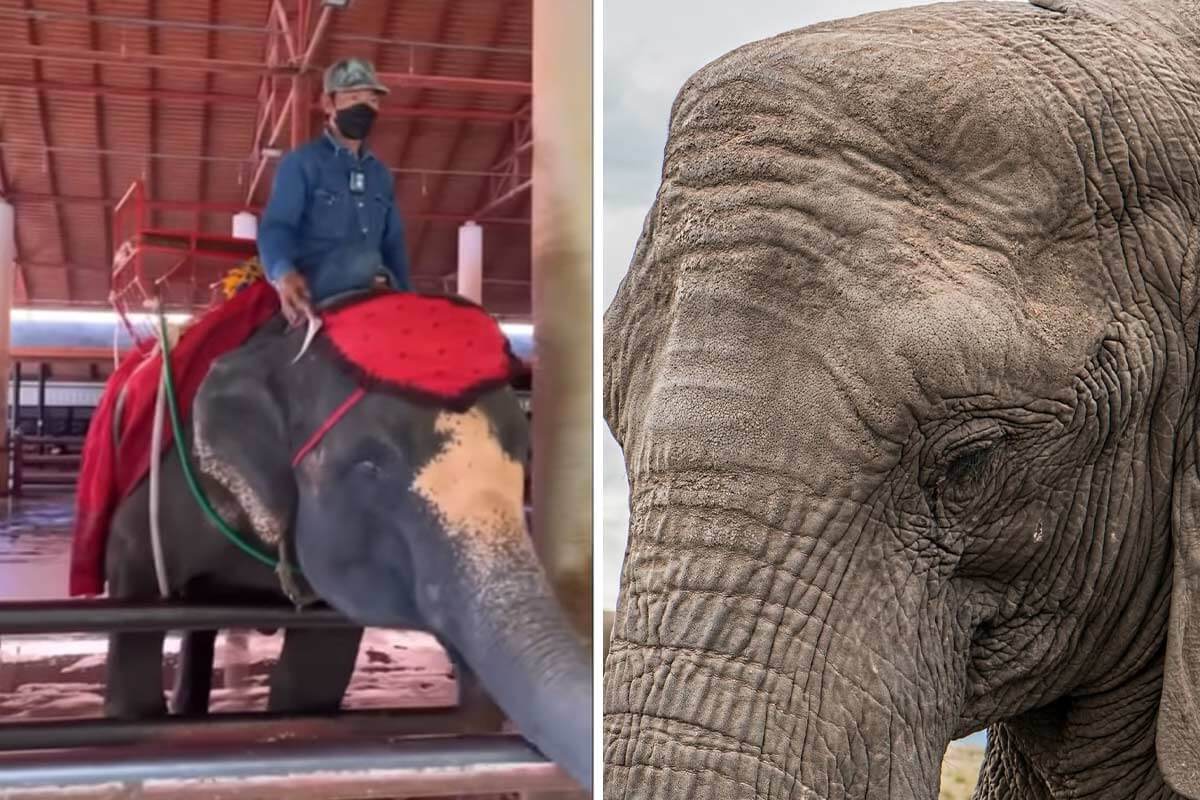 Capital Bra setzt sich gegen Elefantenreiten in Thailand ein