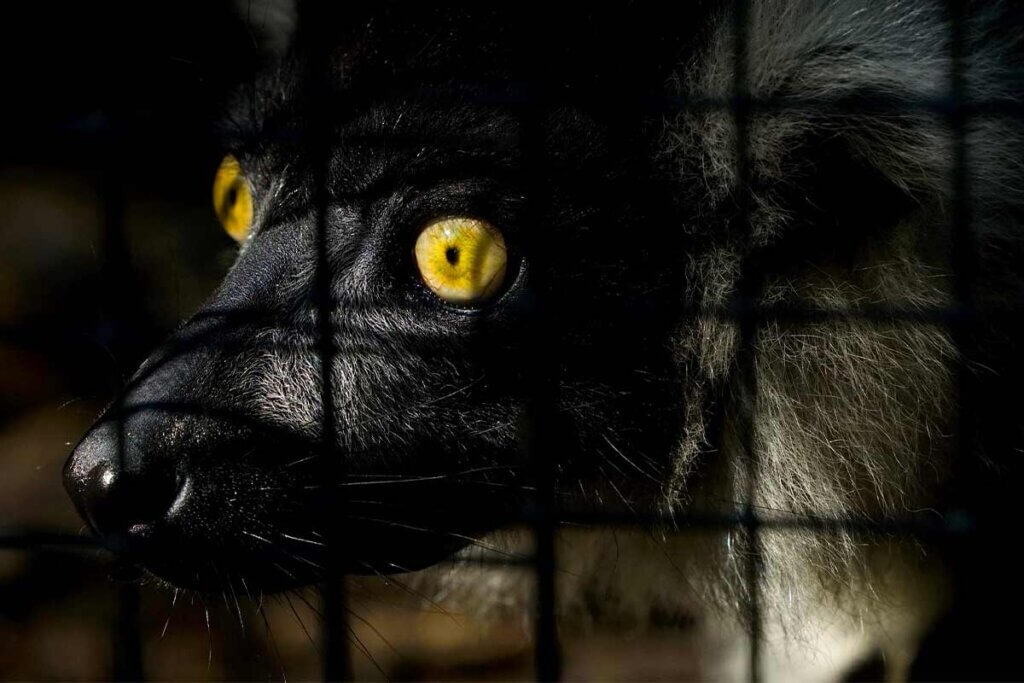Katta hinter einem Gitter in einem Zoo