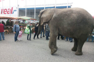 Elefant auf einem Flohmarkt