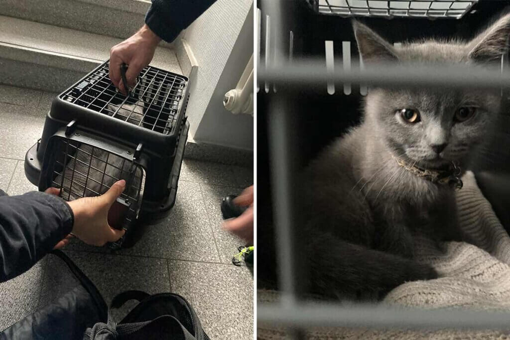 Katze in Transportbox