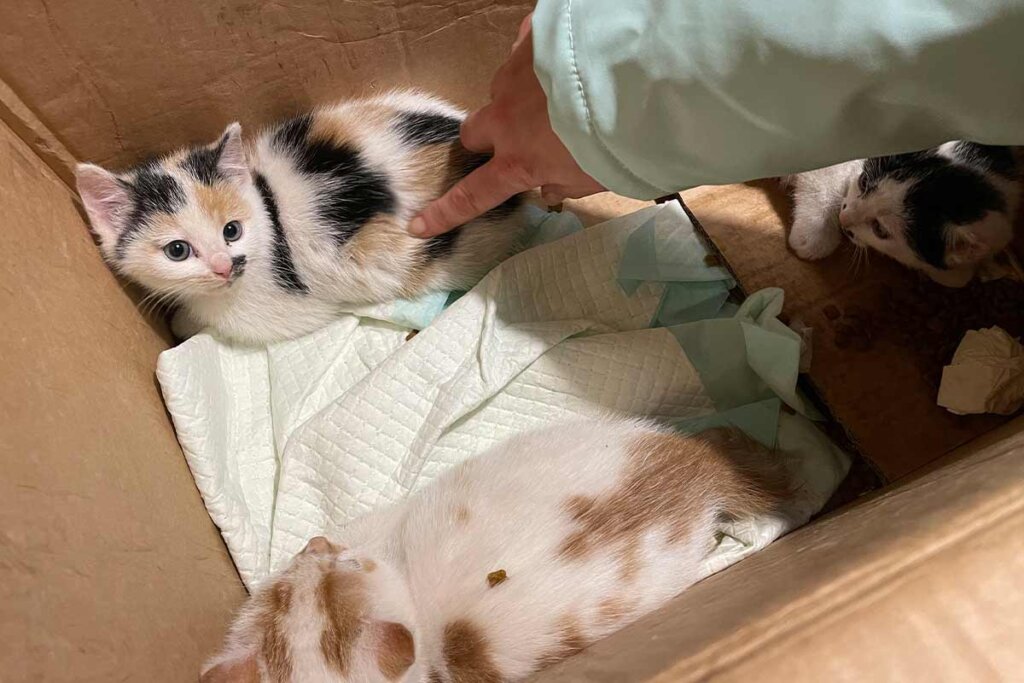 Babykatzen im Karton