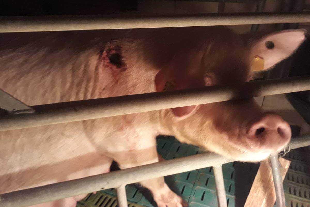 Schwein mit Verletzungen im Stall